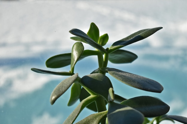 Aloe leaves on a delicate blue background