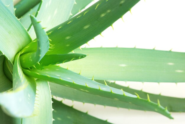 Aloe leaves isolated on a white background