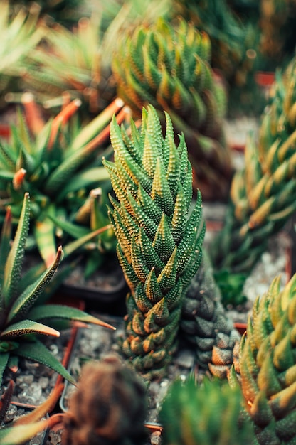 Aloe ostifolia is succulent herbaceous plant, species of the Aloe genus of the Asphodelaceae family.