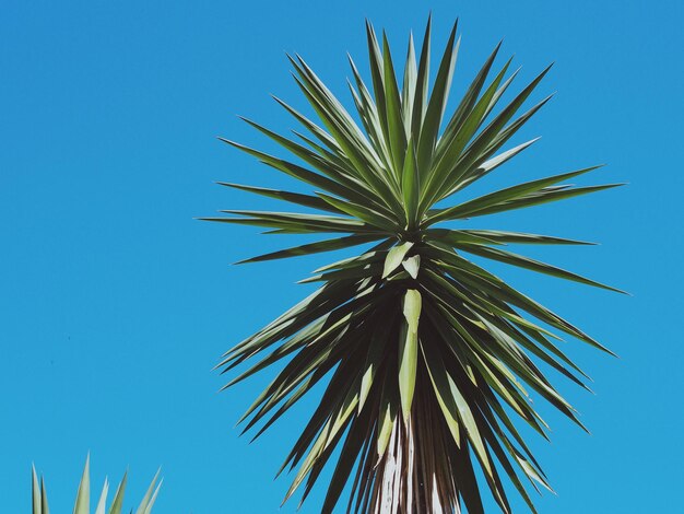 Foto pianta di aloe contro il cielo