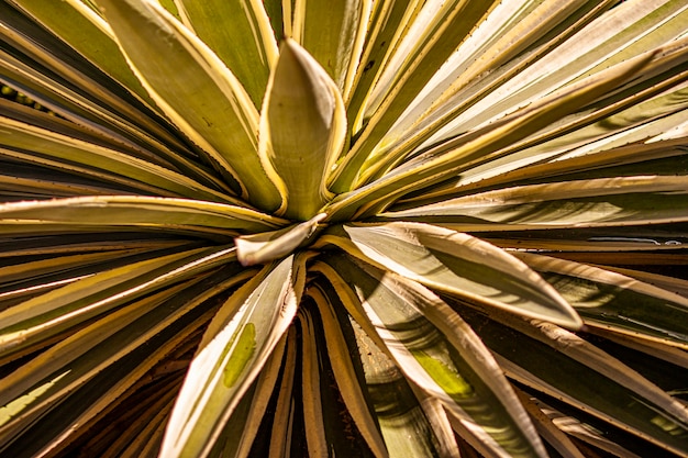 Aloe plant texture with leaves "explosion" effect