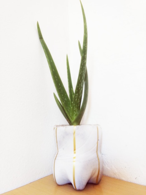 Photo aloe plant in a white vase