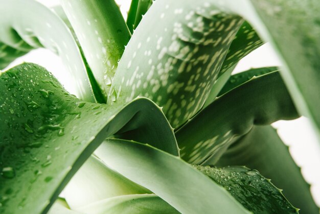 aloe plant with wet drops Close up
