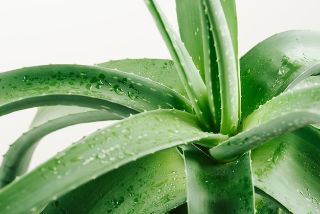 aloe plant with wet drops