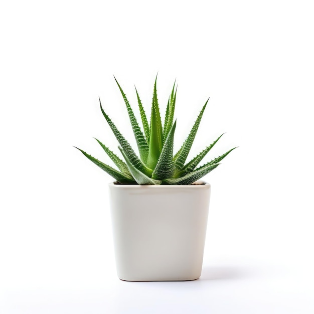 Aloe Plant