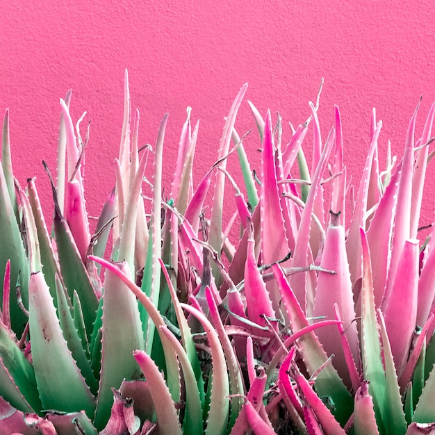 Aloe. Plants on pink concept