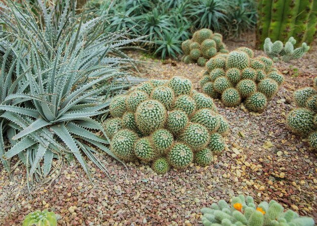 Aloe plicatilis (Fan Aloe) Cactus geplant in een botanische tuin.