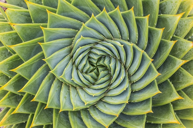 Aloe Polyphylla top view