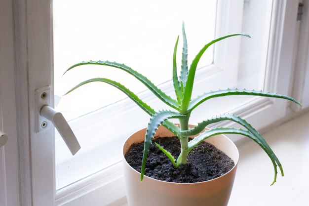 Aloe in a pot on windowsill