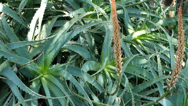 Aloe succulent plant, California USA. Desert flora herbal medicine, arid climate natural botanical close up background. Green leaves of Aloe Vera. Gardening in America, grows with cactus and agave.