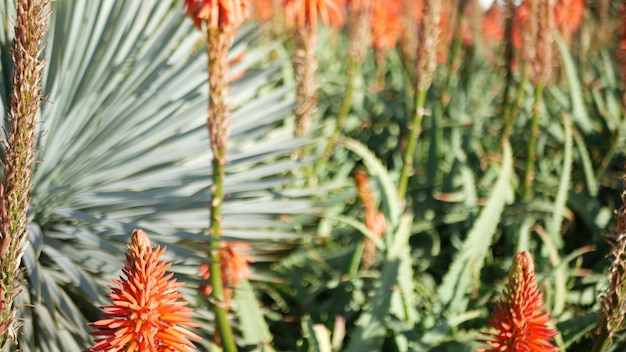 アロエ多肉植物赤い花、カリフォルニア米国。砂漠の植物相、乾燥した気候の自然植物のクローズアップの背景。アロエベラの鮮やかでジューシーな花。アメリカのガーデニングは、サボテンとリュウゼツランとともに成長します。