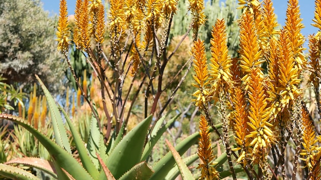 Aloë succulente installatie gele bloem, Californië de V.S.