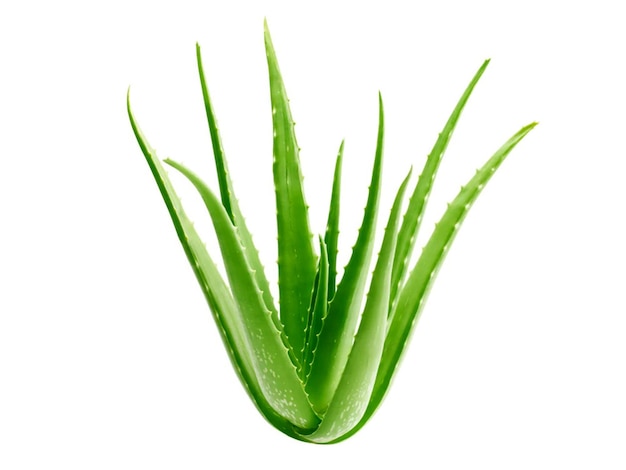 Photo aloe vera aloe chinese aloe cape aloe barbados aloe or alloeh is used in traditional medicine