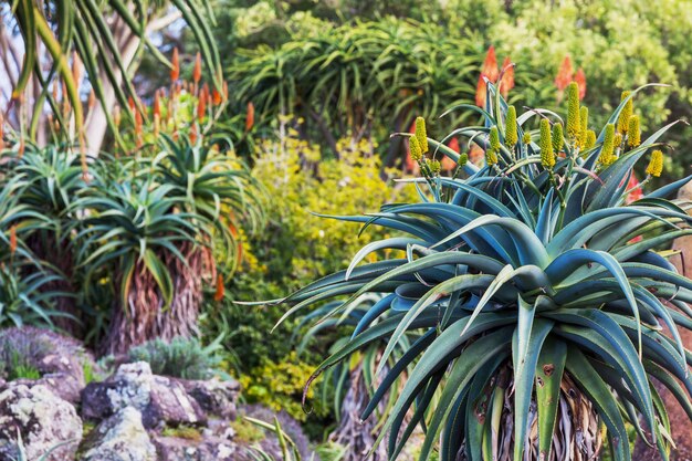 Aloë Vera-bloemen bloeien in de oever van het meer, Nieuw-Zeeland