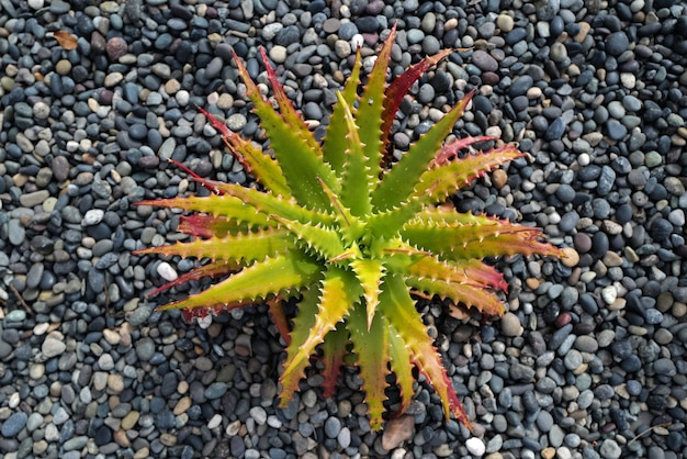 Aloë vera Cactus-achtergrondcactussenontwerp of cactaceae-patroon