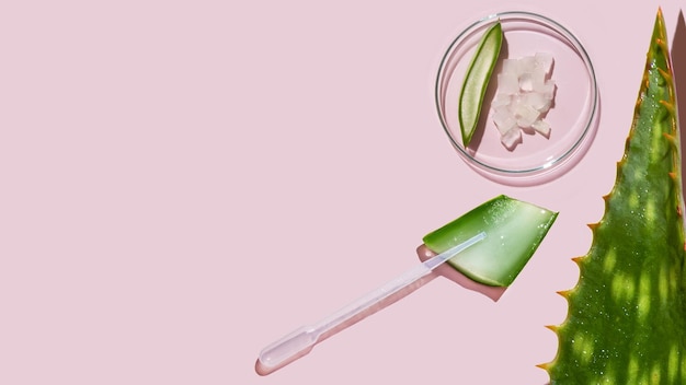 Aloe vera and cosmetic ingredients aloe petri dishes cosmetic research sliced aloe aloe juice gel cream on a pink background