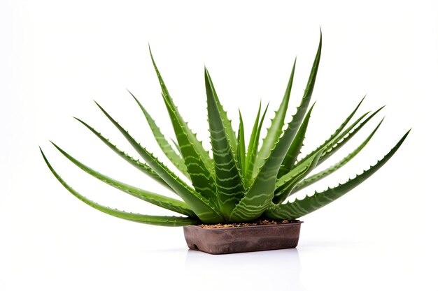 Aloe Vera, de woestijnplant van de natuur in een kruidentuin