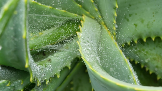 Premium Photo | Aloe vera dew rain water drops fresh wet moist plant leaves spiderweb or web Premium Photo | Aloe Vera Dew Rain Water Drops Fresh Wet Moist Plant Leaves Spiderweb Or Web