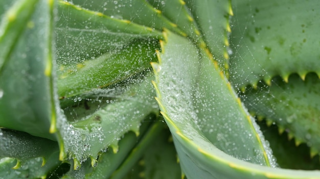 Aloe vera dew rain water drops fresh wet moist plant leaves spiderweb or web