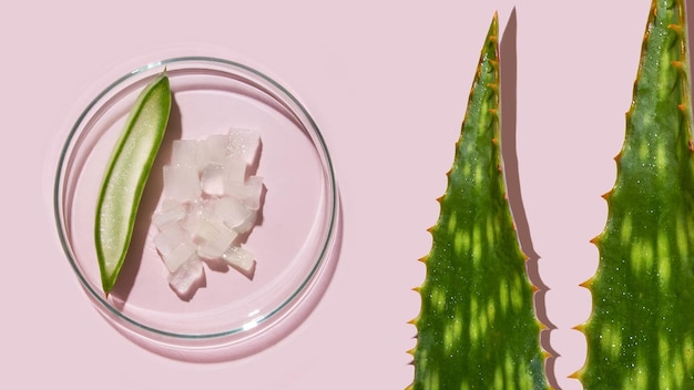 Aloë vera en cosmetische ingrediënten aloë petrischalen cosmetisch onderzoek gesneden aloë aloë sap gel crème op een roze achtergrond