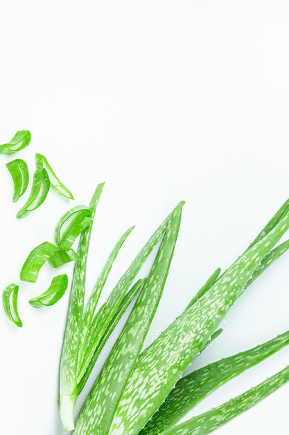 Aloe Vera and Extract BottleFresh aloe leaves with essential oil on white background