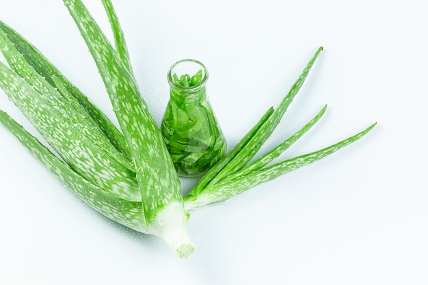 Aloe Vera and Extract BottleFresh aloe leaves with essential oil on white background