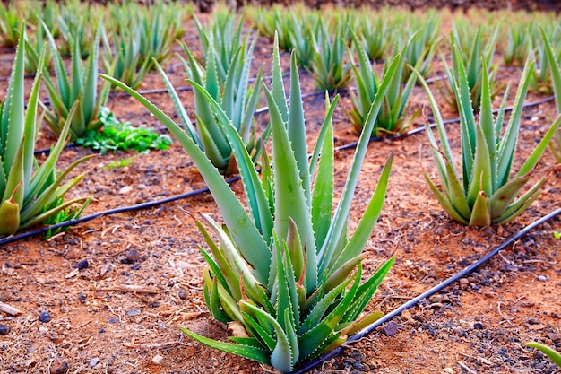 Aloe Vera field at Canary Islands Spain