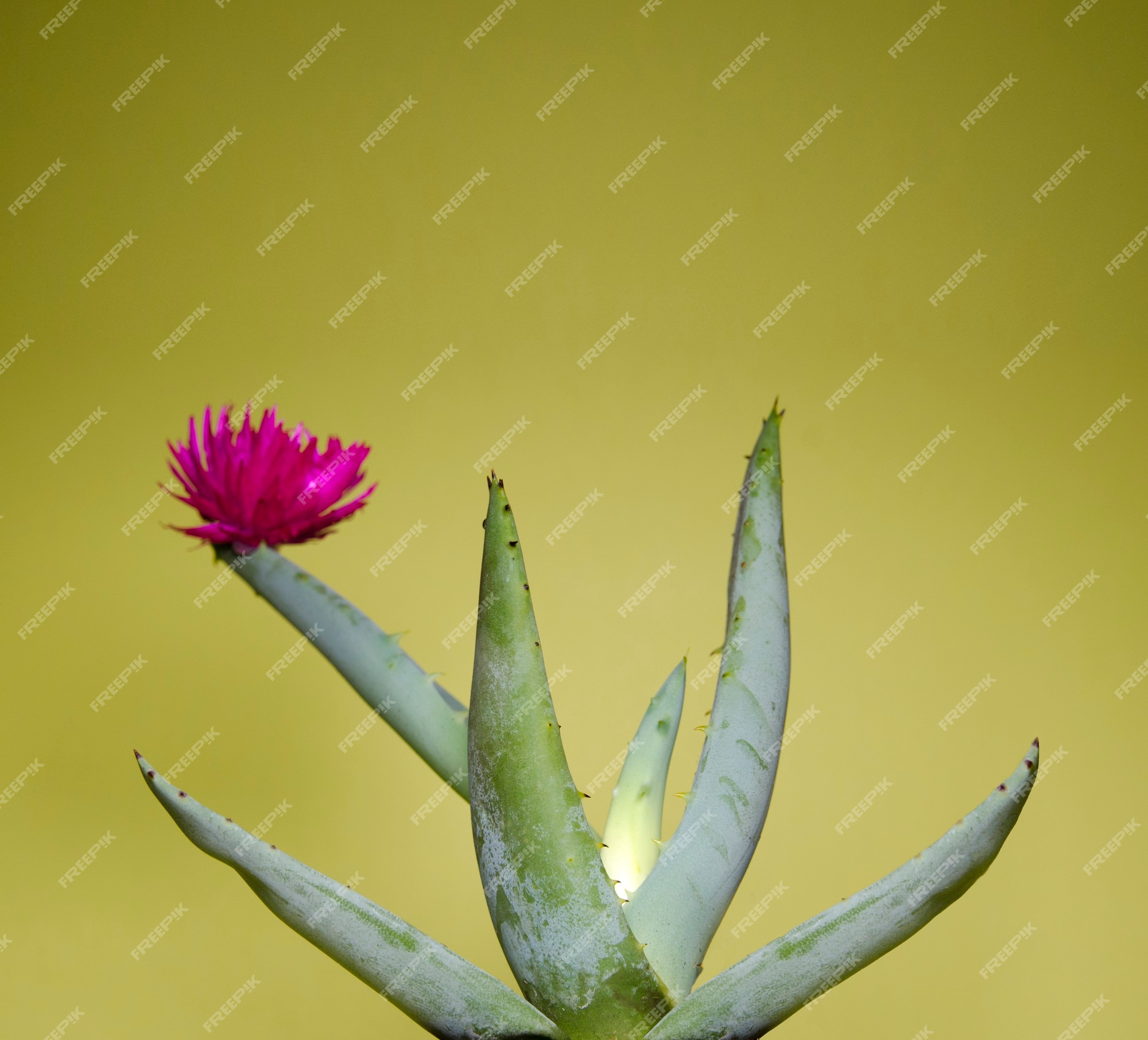 Premium Photo | Aloe vera flower on green plant with pastel background