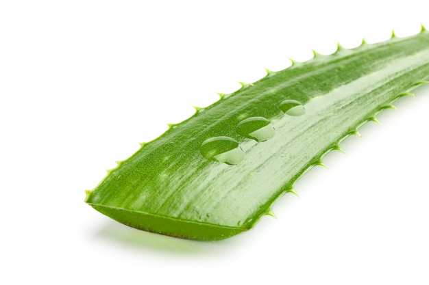 Aloe vera fresh leaf isolated on white, closeup. Treatment plant