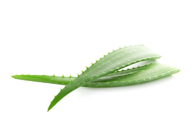 Foglie fresche di aloe vera isolate su sfondo bianco. impianto di trattamento