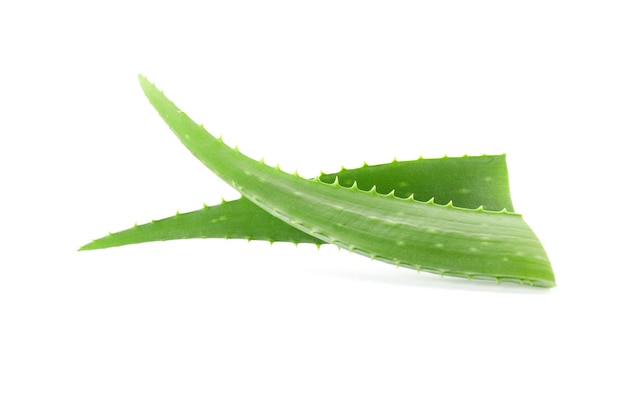 Foglie fresche di aloe vera isolate su sfondo bianco. impianto di trattamento