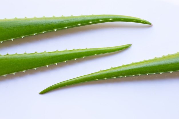 Aloe vera fresh leaves on white background. 