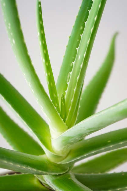 Aloe vera su sfondo grigio primo piano in verticale