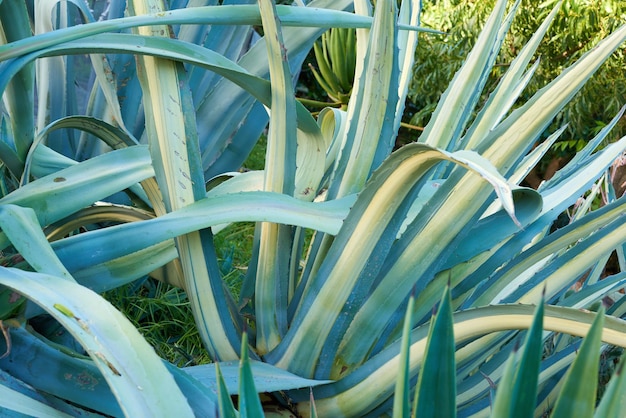 Aloë vera groeit in een botanische tuin buiten op een zonnige dag Close-up van groene agave plant met lange stekelige bladeren gevuld met gel met helende eigenschappen gebruikt voor huidverzorging en medicinale doeleinden