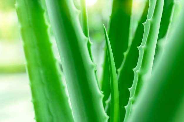 Aloë vera het beste natuurlijke kruid om een wond te genezen