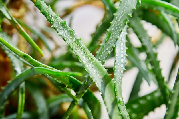 Алоэ вера - популярное лекарственное растение для здоровья и красоты на белом фоне. Полезно растительное лекарственное средство для ухода за кожей и волосами, используется как лечебное, смузи. Закройте зеленые листья.