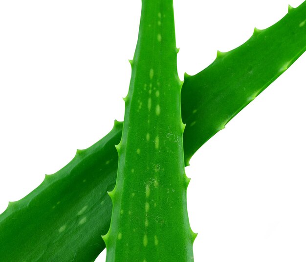 Aloe vera isolated on white background