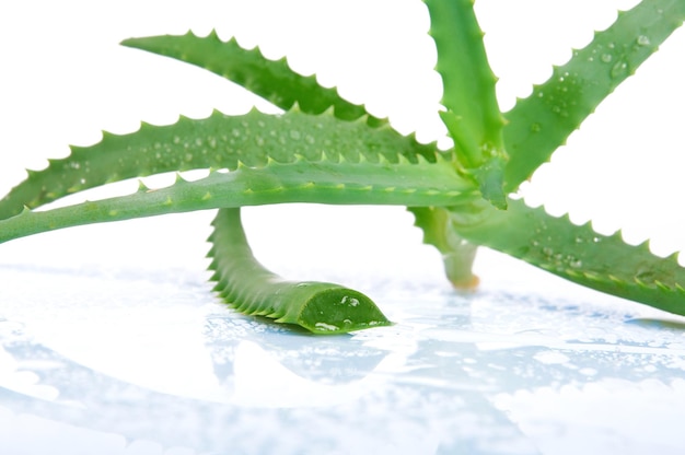 Aloe vera isolated on white