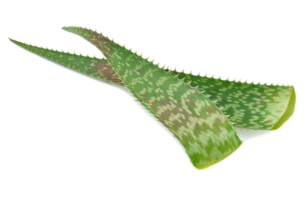 Aloe vera leaves isolated on white background