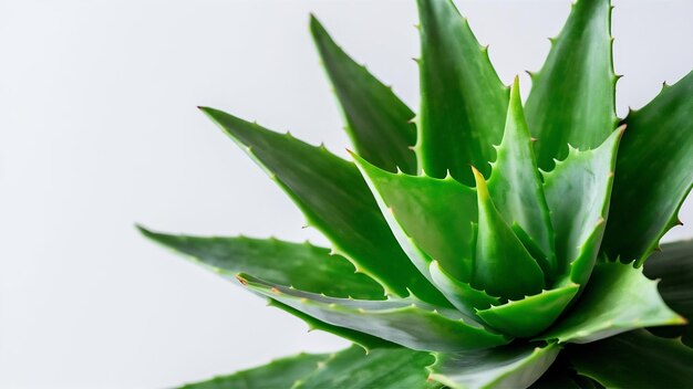 Aloe vera leaves isolated