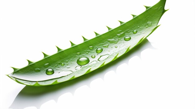 Photo aloe vera leaves with drops isolated on white background