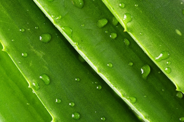 Aloe vera leaves with water drops closeup Aloe vera green leaves background