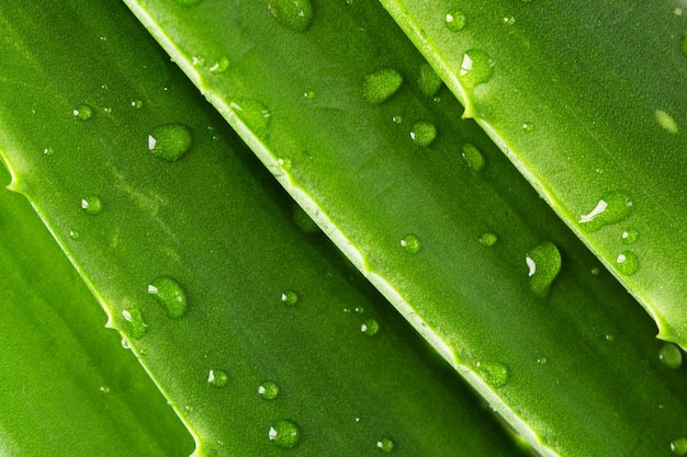 Foglie di aloe vera con gocce d'acqua primo piano sfondo di foglie verdi di aloe vera