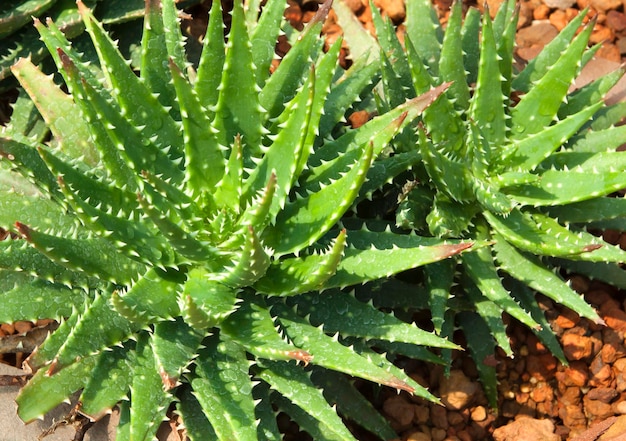 Pianta medicinale dell'aloe vera