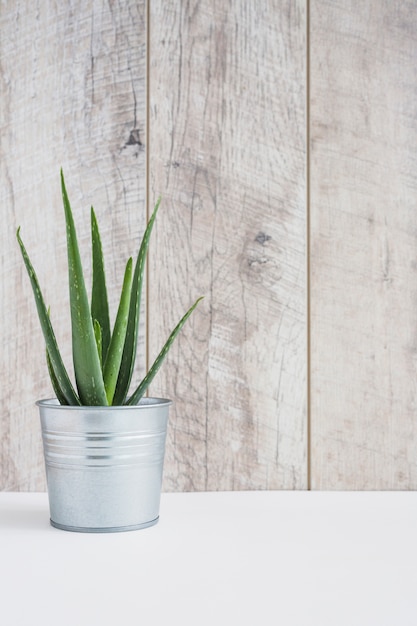 Aloe vera plant in aluminum container on white desk