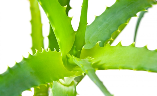 Aloë vera plant, close-up