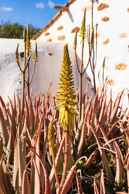 Aloë vera plant in de tuin, Canarische Eilanden, Spanje