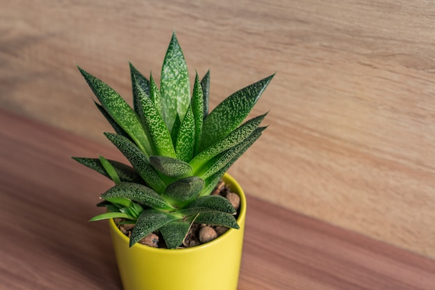 Aloë vera plant in gele keramische pot, kamerplant, binnenlandse tuinieren. zachte focus.