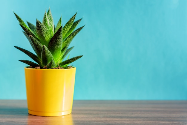 Aloë vera plant in gele keramische pot op blauwe achtergrond