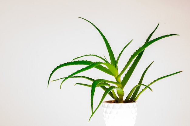 Aloe vera plant isolated on white.